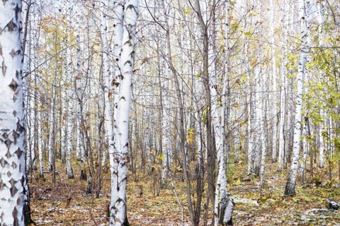 Winter birch forest