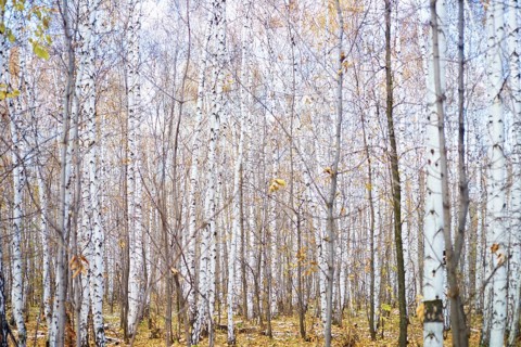 Autumn birch forest