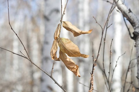 Dry leaf in a forest