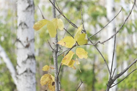 Dry leaves in a forest