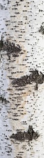Dirty birch bark texture
