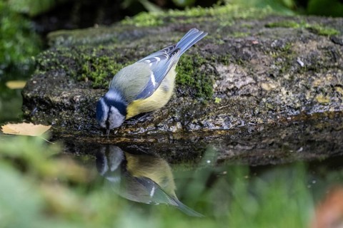Blue tit (Parus caerulea), drinking, Emsland, Lower Saxony, Germany