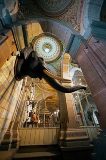 Elephant head in Mysore Palace or Amba Vilas Palace, interior view, Mysore or Mysore, Karnataka,