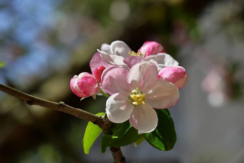 Apple blossoms (Malus), red flowers that are still closed and white open flowers with bokeh in the