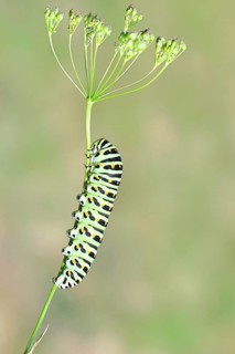 Swallowtail caterpillar (Papilio machaon), caterpillar sitting on wild carrot (Daucus carota),