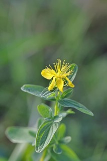 St. John's wort (Hypericum perforatum), spotted St. John's wort or common St. John's wort