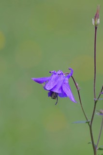 Common columbine (Aquilegia vulgaris), blue flower at the edge of the forest, Wilnsdorf, North
