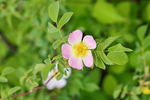 Dog Rose (Rosa canina), Dog Rose, Wild Rose, Rose Hip, Blossom, Wilnsdorf, North Rhine-Westphalia,