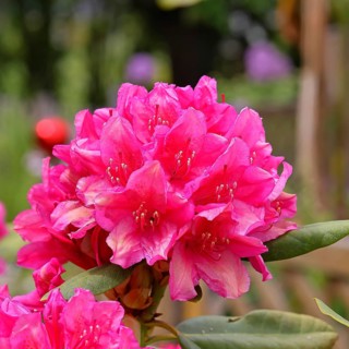 Rhododendron flowers (Rhododendron Homer), red flowers, in a garden, Wilndorf,