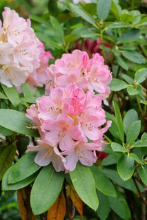Rhododendron flowers (Rhododendron Homer), salmon-colored flowers, in a garden, Wilndorf, North