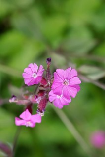 Red carnation (Silene dioica), close-up of a flower in a meadow, Wilnsdorf, North Rhine-Westphalia,