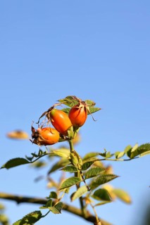 Ripe rose hip fruit (Rosa canina) on a branch, against a blue sky, Wilnsdorf, North