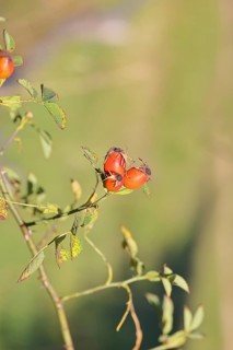 Ripe rose hip fruit of the dog rose (Rosa canina) on a branch, close-up, Wilnsdorf, North