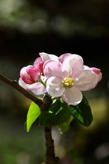 Apple blossoms (Malus), red flowers still closed and white open flower with black background, close