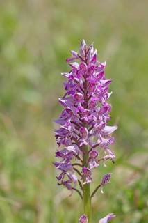 Helmet orchid (Orchis militaris), inflorescence, Rhineland-Palatinate, Germany
