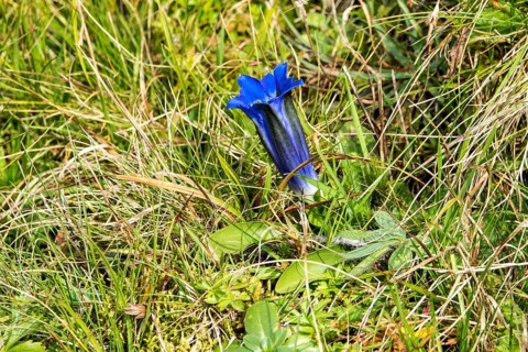 Alpine gentian (Gentiana alpina), blooming, Oberallgäu, Allgäu, Bavaria, Germany