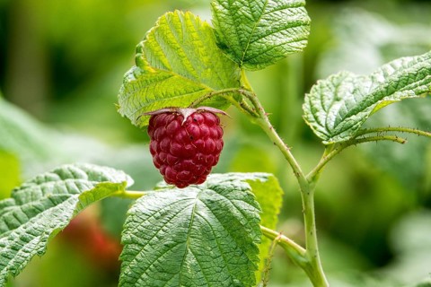 Raspberry (Rubus idaeus), ripe fruit, Baden-Württemberg, Germany