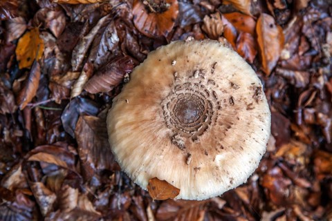 Parasol or giant umbrella fungus (Macrolepiota procera), Oberallgäu, Allgäu, Bavaria, Germany