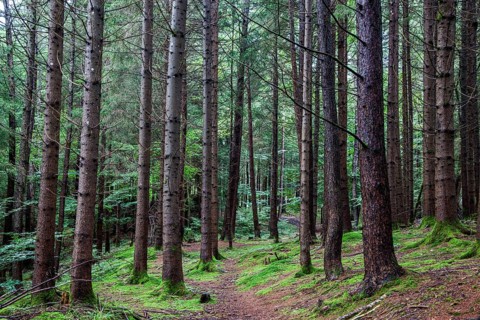 Hiking trail through moss-covered forest between trees, near Schöllang, Illertal, Oberallgäu,