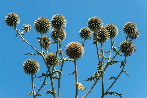 Globular thistles (Echinops), Baden-Württemberg, Germany