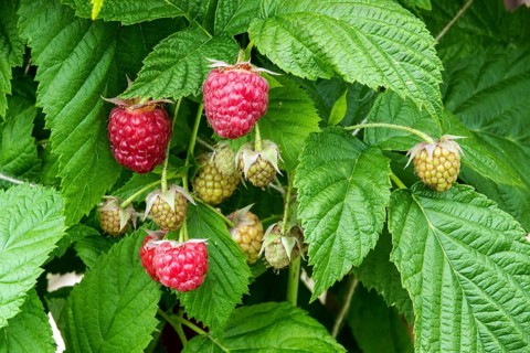Raspberry (Rubus idaeus), ripe and unripe fruits, Baden-Württemberg, Germany