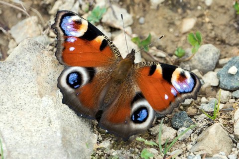 Tagpfauenauge (Aglais io), Oberallgäu, Allgäu, Bavaria, Germany