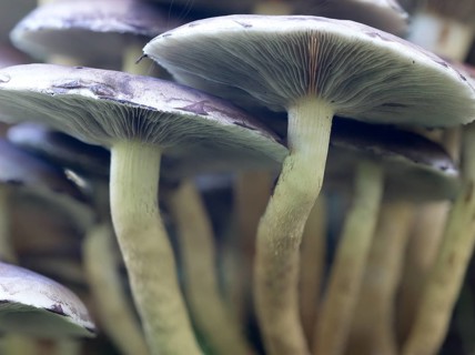 Sulphur Tuft (Hyholoma faciculare), Sennestadt, North Rhine-Westphalia, Germany