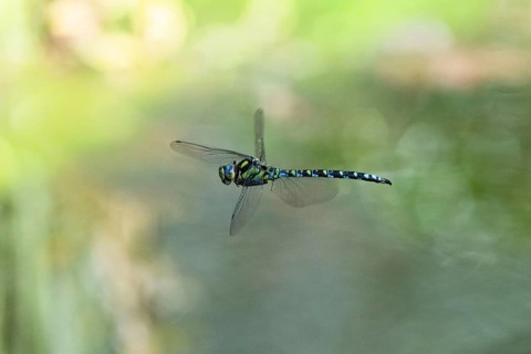 Blue-green mosaic maiden (Aeshna cyanea), dragonfly in flight, North Rhine-Westphalia, Germany