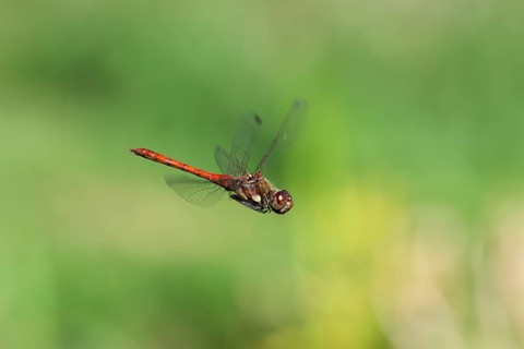 Blood-red heather (Sympetrum sanguineum), aerial view, Norrhine-Westphalia, Germany