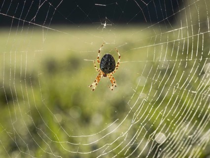 Garden spider (Araneus diadematus), in a spider web covered with morning dew, Sennestadt, Germany