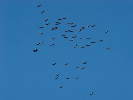 Crane (Grus grus) in flight, autumnal crane migration, migrating cranes, Bielefeld, North