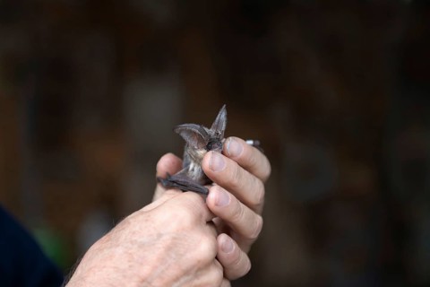 Brown long-eared (Plecotus auritus) is released after ringing, Brandenburg, Germany