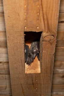 Brown long-eared (Plecotus auritus) sleeping place, Brandenburg, Germany