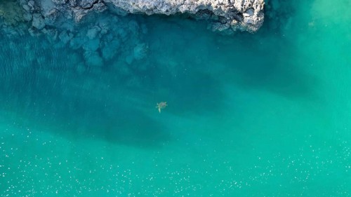 A rocky coast with its vegatation and inhabitants in Western Australia, photographed with a drone