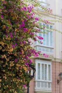 Street scene of a city, historic and Mediterranean. Nice old facades with a beautiful bougainvillea