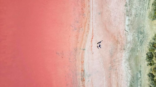 Two people standing at the shoreline of a pink lake, casting shadows, seen from above
