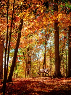A peaceful bench sits among sunlit autumn trees with vibrant foliage in London, Ontario, Canada