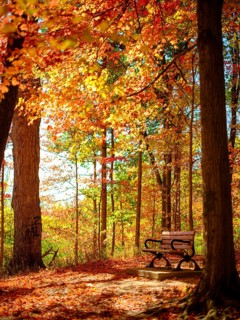 A wooden bench amidst vibrant autumn leaves in a sunlit forest clearing in London, Ontario, Canada