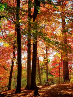 Sunlit orange leaves in a serene forest setting with a lone bench in London, Ontario, Canada