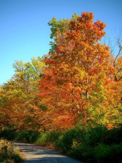 A winding road surrounded by vibrant autumn foliage under a bright blue sky in London, Ontario,