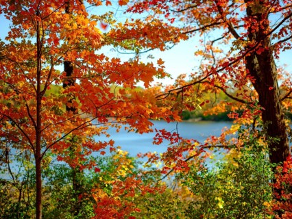 A picturesque autumn scene with vibrant orange leaves and a lake in the background in London,
