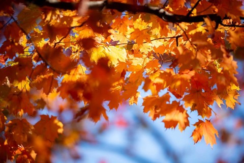 Bright orange maple leaves illuminated by sunlight against a clear blue sky in London, Ontario,