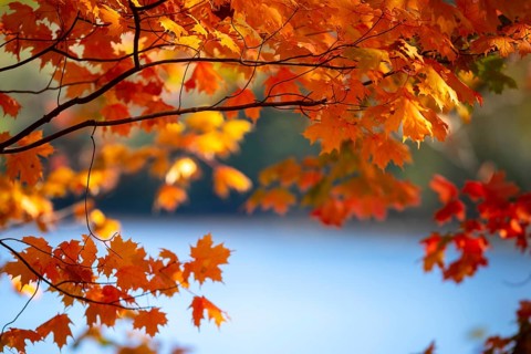 Bright autumn leaves in orange and red with a soft focus lake in the background in London, Ontario,