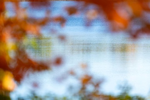 Blurred orange leaves frame a view of a tranquil lake on a sunny autumn day in London, Ontario,