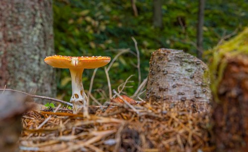Autumn, forest, mushroom, toadstool, (Amanita muscaria), Pinzgau
