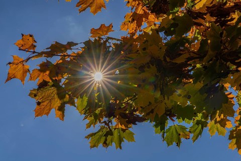 Autumn, sun star, leaves, autumn mood, Pinzgau