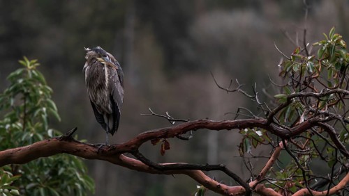 Serene scene of a heron (Ardea cinerea) sitting quietly on a branch amidst forest backdrop in