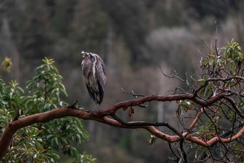 A heron (Ardea cinerea) perches on a branch surrounded by dense forest, embodying tranquility in