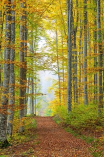 Hiking trail in beech forest (Fagus) in autumn colors, beech plants (Fagaceae), fog, autumn,