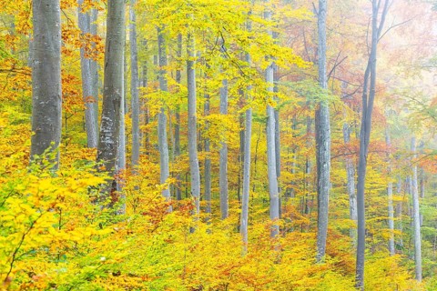 Beech forest (Fagus) in autumn colors, beech plants (Fagaceae), autumn, Leibertingen, Upper Danube